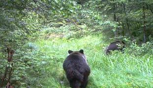 În Parcul Grădiştea Muncelului, din Hunedoara, animalele sălbatice strălucesc în faţa aparatelor de fotografiat