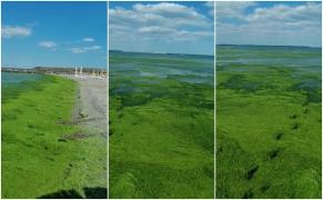 Un val uriaş de alge a acoperit plaja, în Mamaia (Video)