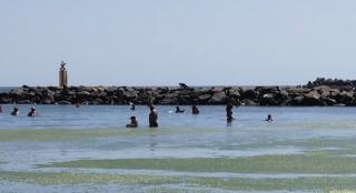 Plajele de pe litoralul românesc sunt sufocate de alge