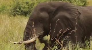 Zeci de mii de animale în pericol, din cauza problemelor înregistrate de Societatea Zoologică Londoneză