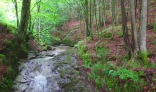 Cascada de pe Valea Rea, comoara ascunsă a Hunedoarei