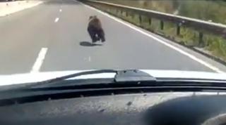 Un urs și o oaie, la plimbare pe șosele