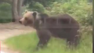 Ministrul Mediului: "Important e să înţelegem că putem trăi în comuniune cu urşii"