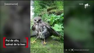 Observator 13 Weekend