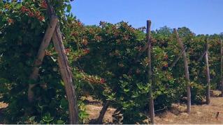 Producătorii de mure ar putea avea o recoltă dublă față de anul trecut