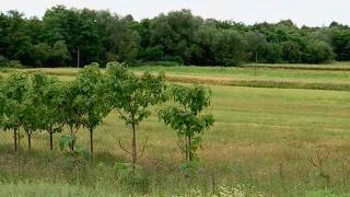 Terenurile unor agricultori din Maramureș, distruse de turmele de mistreți