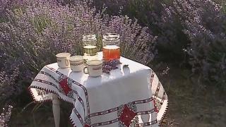 Florile de lavandă, afacere de succes pentru un bărbat din Mureş