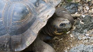 Broscuţele ţestoase, în pericol la Grădina Botanică Galaţi, din cauza vizitatorilor