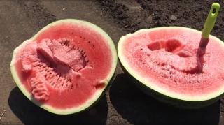 Producția de pepeni din inima Banatului, distrusă de vreme