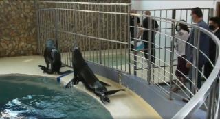 Leii de mare patagonieni, noua atracție de la Delfinariul din Constanţa