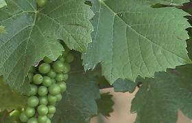 Povestea cramei cu vinuri în ediţie limitată construită de un avocat din Mureş