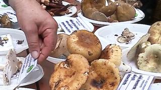 Expoziție de ciuperci la Târgu Mureș. Au fost expuși hribi comestibili și toxici, pentru deosebire