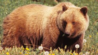 Un urs blocat în sârma unui gard a fost salvat de un echipaj al Direcţiei de Protecţie a Animalelor, în Braşov