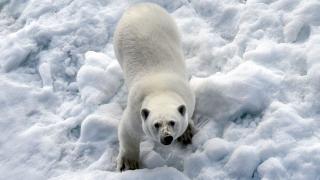 Urşii polari ar putea dispărea până în anul 2100, din cauza schimbărilor climatice