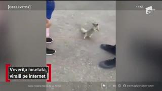 O veveriţă însetată se roagă de un copil să îi dea apă din sticla lui (Video)