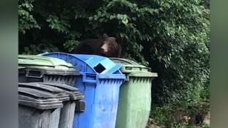 Urs filmat la tomberoanele unui restaurant din Braşov