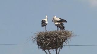 Comuna Cristian, localitatea din Sibiu care atrage berzele