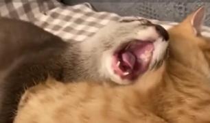 Vidra și motanul, uniți printr-o caldă prietenie (Video)