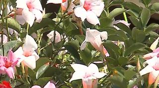 Grădină transformată într-un paradis exotic, într-o curte din Gurghiu, Mureş