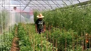 Agricultură cu plante exotice la o fermă din Maramureș