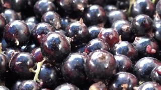 Secretul coacăzelor negre, dezvăluit de un fermier din Harghita