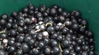 Pensionarii dau o mână de ajutor pe plantaţia de coacăze negre a unui agronom din Harghita