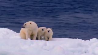 Record de temperatură în Insulele Svalbard, la 300 de kilometri de Polul Nord