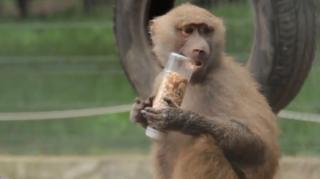 În cadrul campaniei "Să ne cunoaștem mai bine", Grădina Zoologică din Târgu Mureş organizează întâlniri între vizitatori şi animale