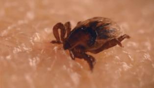 Cum protejăm patrupedele de pericolul sezonului: căpușele