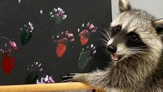 Un raton a cucerit internetul cu talentul său la desen