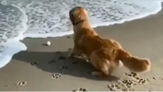 Prima vizită a unui câine pe plajă s-a transformat într-o poveste amuzantă pe internet (Video)