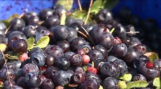 Maratonul culegătorilor de afine, o misiune dificilă