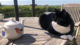 Palmerston, cel mai faimos motan din Marea Britanie, iese la pensie