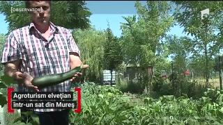 Observator 16 Weekend