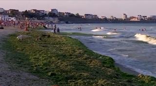Sute de tone de alge au invadat plajele de pe litoralul românesc (Video)