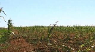 Canicula ne topește mâncarea. Sute de mii de hectare de cereale au fost distruse
