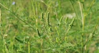 Ambrozia, un adevărat coșmar pentru cei alergici: "Începi să strănuţi, curge nasul, ai mâncărimi în gât"