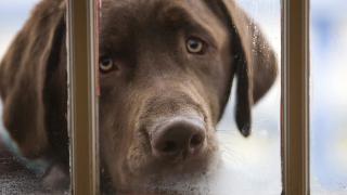 Câinii de companie au fost interziși în Coreea de Nord