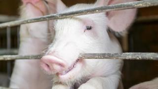 Pesta porcină loveşte din nou. Două ferme mari din Galaţi au rămas fără mii de animale