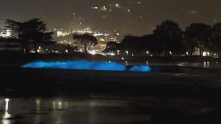 Spectacol natural fascinant într-un port de lângă San Francisco