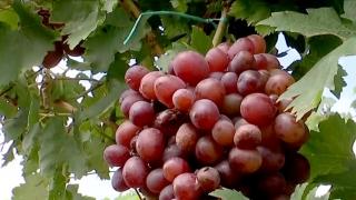 Curmale chinezeşti cultivate în livezile Olteniei