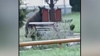 O ursoaică cu puiul ei, plimbare prin curtea spitalului de ortopedie din Azuga