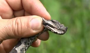 Fetiță în stare gravă, la spital, după ce a fost muşcată de un șarpe și a primit târziu serul antiviperin