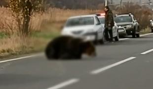 Jandarmii bănuiți de abuz în serviciu în cazul ursului lăsat să agonizeze pe marginea drumului, absolviți de vină