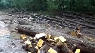 Doi bărbaţi din Arad, dosar penal, după ce au fost prinşi de poliţişti cu lemn furat