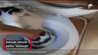 Observator de weekend