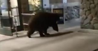 Urs la cumpărături, într-un magazin din California