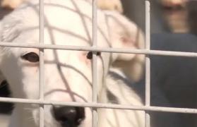 Poliția Animalelor. Agenții vor putea intra cu forța, în locuinţe, peste cei care îşi maltratează animalele