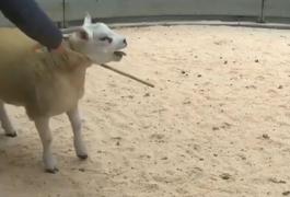 Cel mai scump berbec din lume. A costat 400.000 de euro