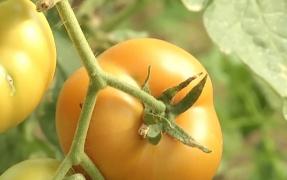 Românii vor să mănânce mai sănătos și se îndreaptă spre produsele bio, de teama Covid-19